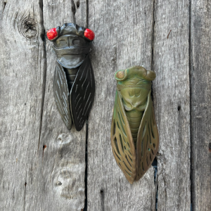 Cicadas